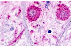 Image no. 1 for anti-Trace Amine Associated Receptor 2 (TAAR2) (C-Term) antibody (ABIN1049381) (GPR58 Antikörper  (C-Term))