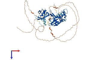 CPEB1 Protein (AA 1-566) (His tag)