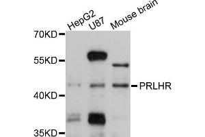 Western blot analysis of extracts of various cells, using PRLHR antibody. (PRLHR Antikörper)