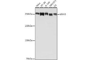 Western blot analysis of extracts of various cell lines, using MYH9 antibody (ABIN7268743) at 1:500 dilution. (Myosin 9 Antikörper  (AA 1711-1960))
