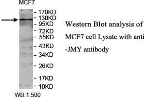Image no. 1 for anti-Junction Mediating and Regulatory Protein, P53 Cofactor (JMY) antibody (ABIN1577400) (JMY Antikörper)