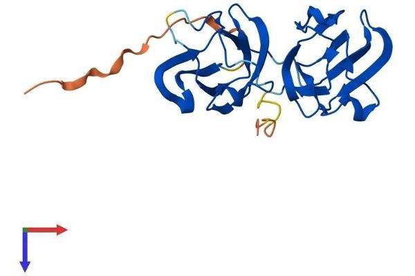 CRYBB3 Protein (AA 1-211) (His tag)