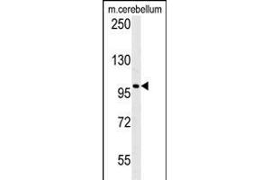 Western blot analysis of EPC2 Antibody (N-term) (ABIN651410 and ABIN2840221) in mouse cerebellum tiusse lysates (35 μg/lane).