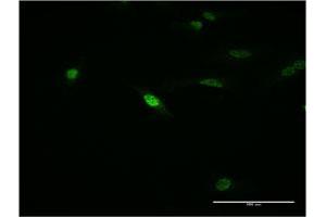 Immunofluorescence (IF) image for anti-Mesenchyme Homeobox 1 (MEOX1) (AA 82-170) antibody (ABIN517874)