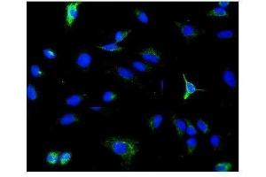 IF analysis of PDE6 beta/PDE6B using anti-PDE6 beta/PDE6B antibody (ABIN7600894). (PDE6B Antikörper  (AA 25-237))