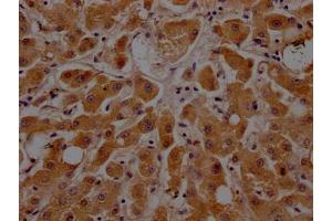 IHC image of ABIN7127343 diluted at 1:100 and staining in paraffin-embedded human liver tissue performed on a Leica BondTM system. (Rekombinanter APOC3 Antikörper)