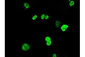 Anti-DNTTIP1 mouse monoclonal antibody (ABIN2452957) immunofluorescent staining of COS7 cells transiently transfected by pCMV6-ENTRY DNTTIP1 (RC206867). (DNTTIP1 Antikörper)
