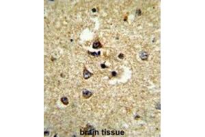 Immunohistochemistry (IHC) image for anti-Cytochrome P450, Family 7, Subfamily B, Polypeptide 1 (CYP7B1) antibody (ABIN3003910) (CYP7B1 Antikörper)