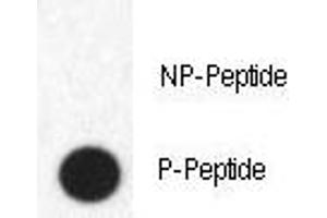 Dot blot analysis of phospho-FABP4 antibody. (FABP4 Antikörper  (pTyr20))