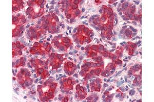 Anti-GM2A antibody IHC of human breast.