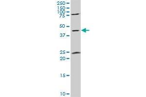 Western Blotting (WB) image for anti-Guanine Nucleotide Binding Protein, alpha Stimulating, Olfactory Type (GNAL) (AA 359-458) antibody (ABIN561070)