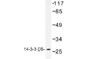 Image no. 1 for anti-14-3-3 zeta (YWHAZ) antibody (ABIN272122) (14-3-3 zeta Antikörper)