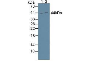 Figure. (GOT1 Antikörper  (AA 1-413))
