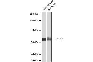 Western blot analysis of extracts of various cell lines, using G Rabbit mAb (ABIN7267356) at 1:1000 dilution. (GATA2 Antikörper)
