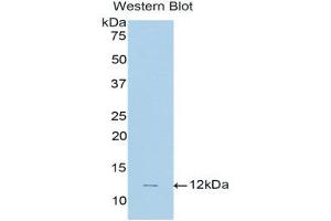 Western Blotting (WB) image for anti-Natriuretic Peptide Type C (NPPC) (AA 33-125) antibody (ABIN1858431) (NPPC Antikörper  (AA 33-125))