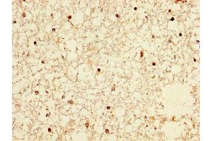 IHC image of ABIN7161390 diluted at 1:300 and staining in paraffin-embedded human brain tissue performed on a Leica BondTM system. (NPAS4 Antikörper  (AA 445-585))