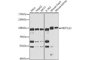 Western blot analysis of extracts of various cell lines, using METTL13 antibody (ABIN6131843, ABIN6143756, ABIN6143758 and ABIN6222922) at 1:1000 dilution. (METTL13 Antikörper  (AA 540-699))