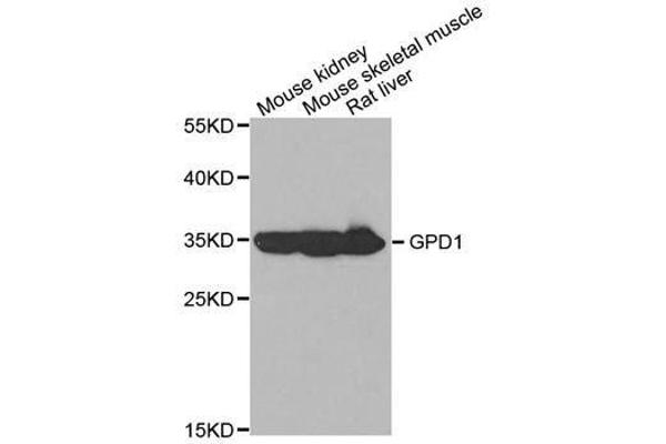GPD1 Antikörper  (AA 1-349)