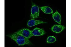 Immunofluorescence analysis of HepG2 cells using CLGN mouse mAb (green). (Calmegin Antikörper  (AA 249-405))