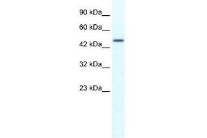 Human HepG2; WB Suggested Anti-TRIM39 Antibody Titration: 1. (TRIM39 Antikörper)