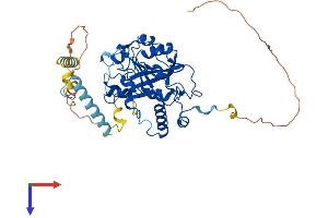 AlphaFold protein structure predicition of Human Recombinant METTL14 Protein, UniprotID Q9HCE5