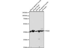 Western blot analysis of extracts of various cell lines, using PDK4 antibody (ABIN6132477, ABIN6145396, ABIN6145397 and ABIN6217290) at 1:1000 dilution. (PDK4 Antikörper  (AA 102-411))