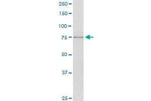 SCYL1 monoclonal antibody (M02), clone 2E5. (SCYL1 Antikörper  (AA 373-472))