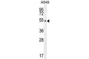 C1orf51 Antibody (N-term) western blot analysis in A549 cell line lysates (35µg/lane). (C1orf51 Antikörper  (N-Term))