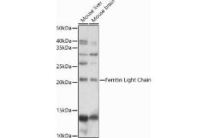 Western blot analysis of extracts of various cell lines, using Ferritin Light Chain antibody (ABIN6133515, ABIN6140791, ABIN6140792 and ABIN6218871) at 1:1000 dilution.