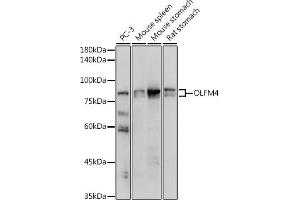 Western blot analysis of extracts of various cell lines, using OLFM4 antibody (ABIN7269084) at 1:1000 dilution. (Olfactomedin 4 Antikörper  (AA 211-510))