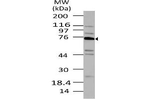 Image no. 1 for anti-Tumor Necrosis Factor, alpha-Induced Protein 2 (TNFAIP2) (AA 300-520) antibody (ABIN5027580) (TNFAIP2 Antikörper  (AA 300-520))