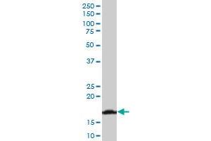 Western Blotting (WB) image for anti-Ribosomal Protein S17 (RPS17) (AA 36-135) antibody (ABIN562732)