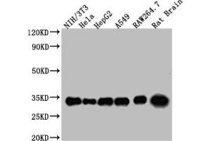 Western Blot Positive WB detected in: NIH/3T3 whole cell lysate, Hela whole cell lysate, HepG2 whole cell lysate, A549 whole cell lysate, RAW264. (14-3-3 zeta Antikörper  (AA 133-212))
