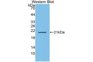 Western Blotting (WB) image for anti-Wingless-Type MMTV Integration Site Family, Member 11 (WNT11) (AA 204-349) antibody (ABIN7430207)