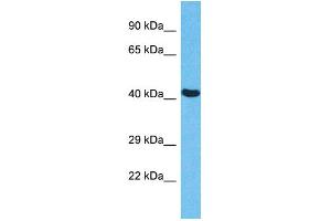 Host:  Rabbit  Target Name:  EED  Sample Type:  HepG2 Whole Cell lysates  Antibody Dilution:  1. (EED Antikörper  (N-Term))