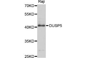 Western blot analysis of extract of Raji cells, using DUSP5 antibody. (DUSP5 Antikörper)
