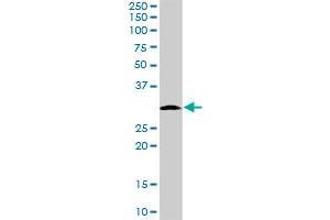 MRPS2 MaxPab polyclonal antibody. (MRPS2 Antikörper  (AA 1-296))