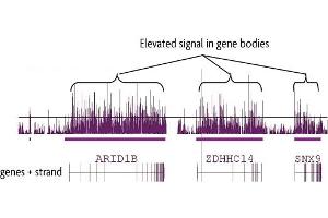 hMeDIP-chip performed on human brain DNA using 5-Hydroxymethylcytosine (5-hmC) antibody. (5-Hydroxymethylcytosine Antikörper)