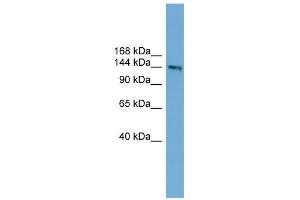 DCC antibody used at 1 ug/ml to detect target protein.