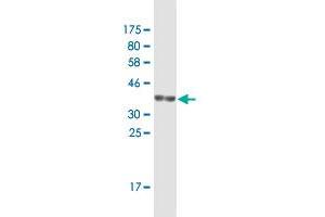 Western Blot detection against Immunogen (36. (NDST1 Antikörper  (AA 38-136))