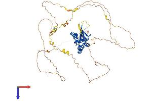 FOXN4 Protein (AA 1-521) (His tag)