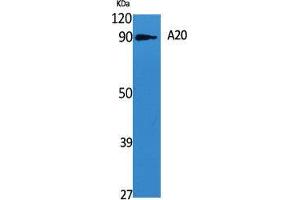 Western Blot (WB) analysis of specific cells using A20 Polyclonal Antibody. (IGKV1-27 Antikörper  (Internal Region))