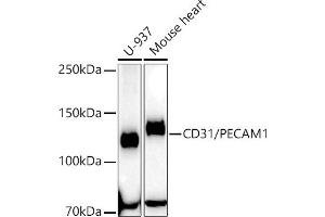 Western blot analysis of extracts of various cell lines, using CD31/PEC antibody (ABIN7269407) at 1:63400 dilution. (CD31 Antikörper)