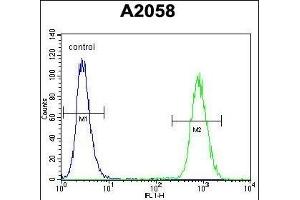 FGF11 Antibody (N-term) (ABIN657129 and ABIN2846273) flow cytometric analysis of  cells (right histogram) compared to a negative control cell (left histogram).