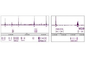 SAP30 antibody (pAb) tested by ChIP-Seq. (SAP30 Antikörper)