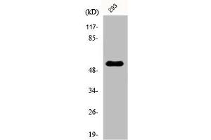 Western Blot analysis of 293 cells using POLL Polyclonal Antibody (POLL Antikörper  (C-Term))