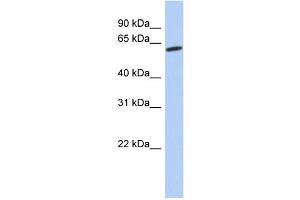 WB Suggested Anti-GPR75 Antibody Titration:  0. (GPR75 Antikörper  (Middle Region))