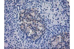 Immunohistochemical staining of paraffin-embedded Human pancreas tissue using anti-IFI35 mouse monoclonal antibody. (IFI35 Antikörper)