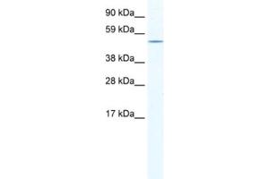 Western Blotting (WB) image for anti-Nuclear Receptor Subfamily 5, Group A, Member 1 (NR5A1) antibody (ABIN2461536) (NR5A1 Antikörper)