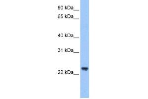 anti-Tripartite Motif Containing 48 (TRIM48) (C-Term) antibody